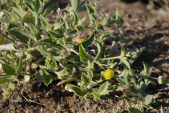 Blumea oxyodonta